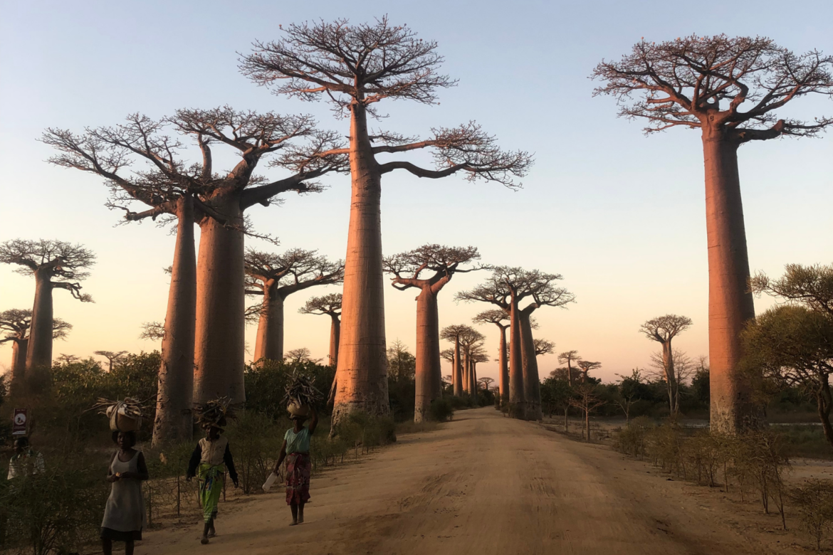 Baobab Avenue in Morondava, Madagascar