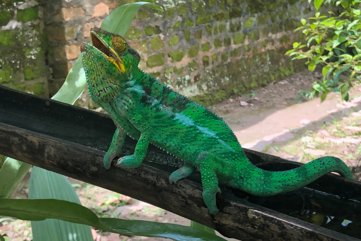 Chameleon swallowing an insect in Madagascar as the perfect example of Madagascar's unique Wildlife