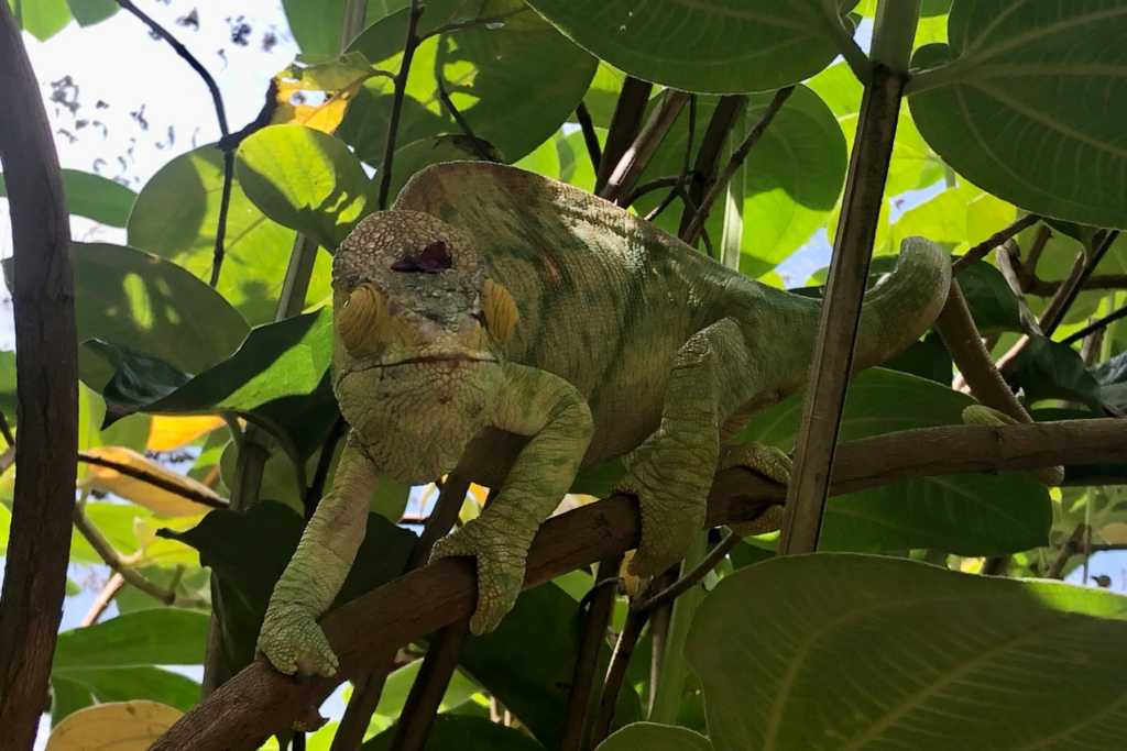 Chameleon in a Breeding Facility near Andasibe, Madagascar