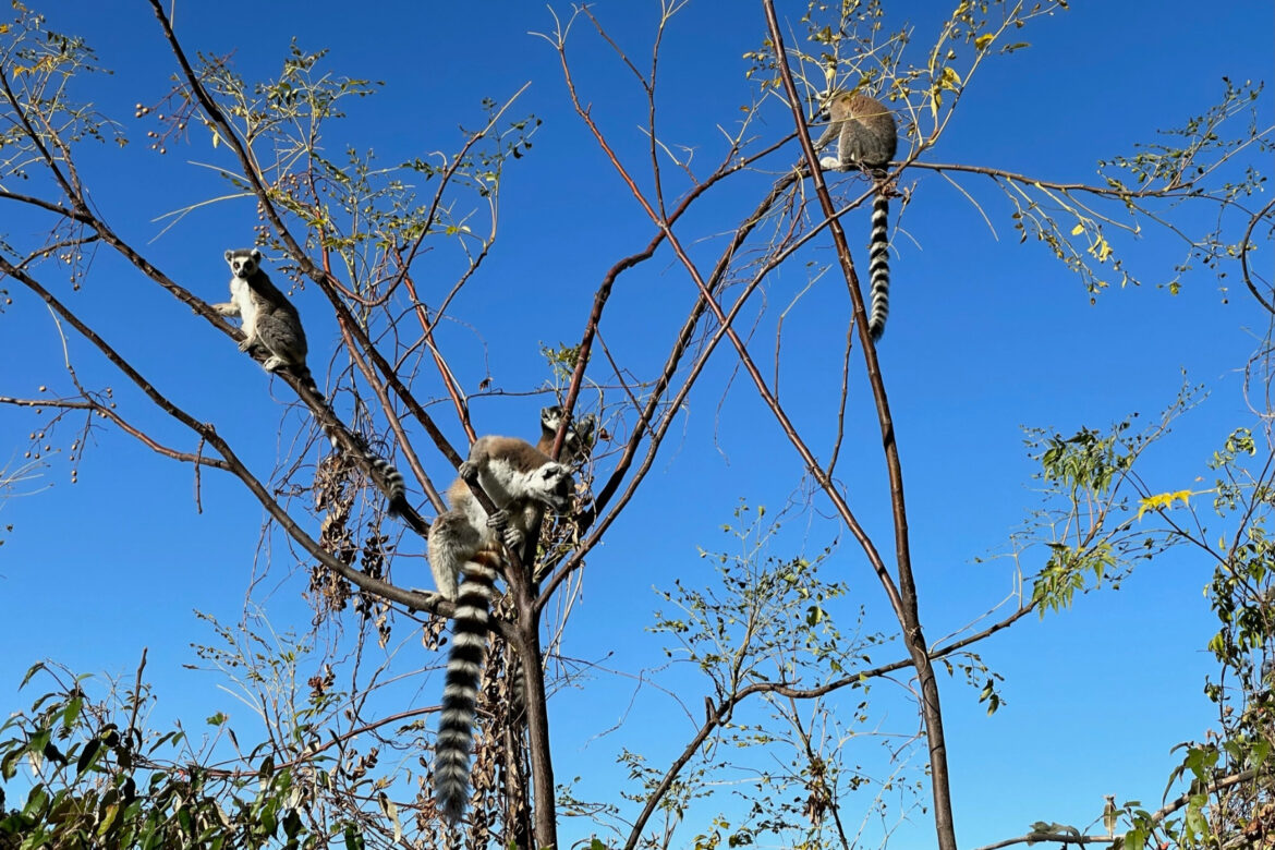 Lemurs in Isalo park, Madagascar