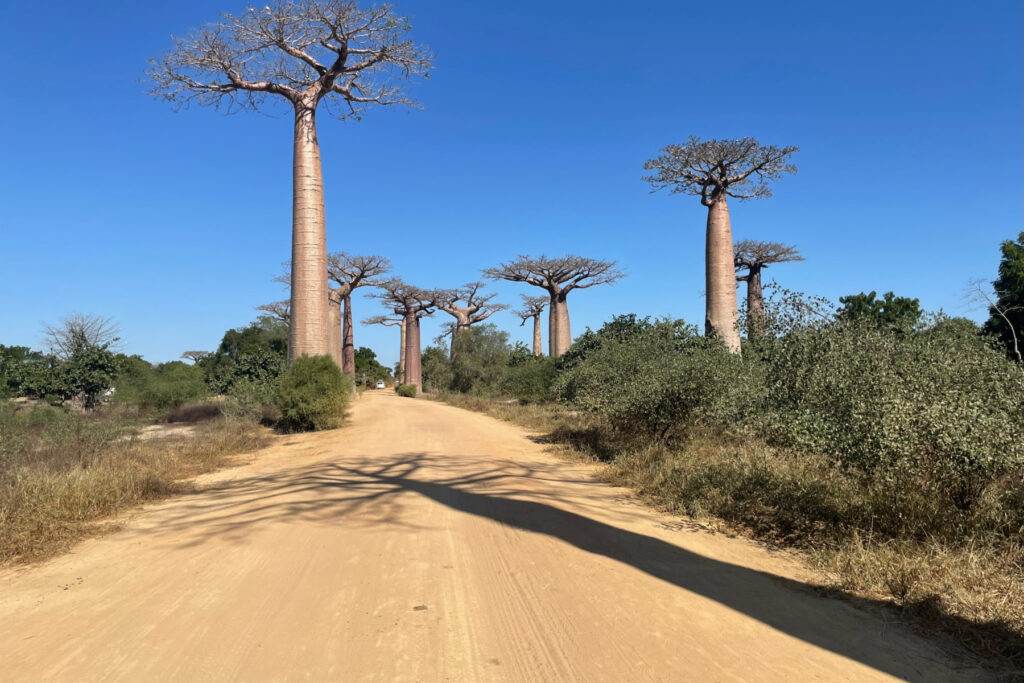 Baobab Avenue during daytime, Morondava, Madagascar