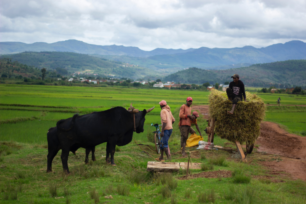 Madagascan farmers working alongside their zebus