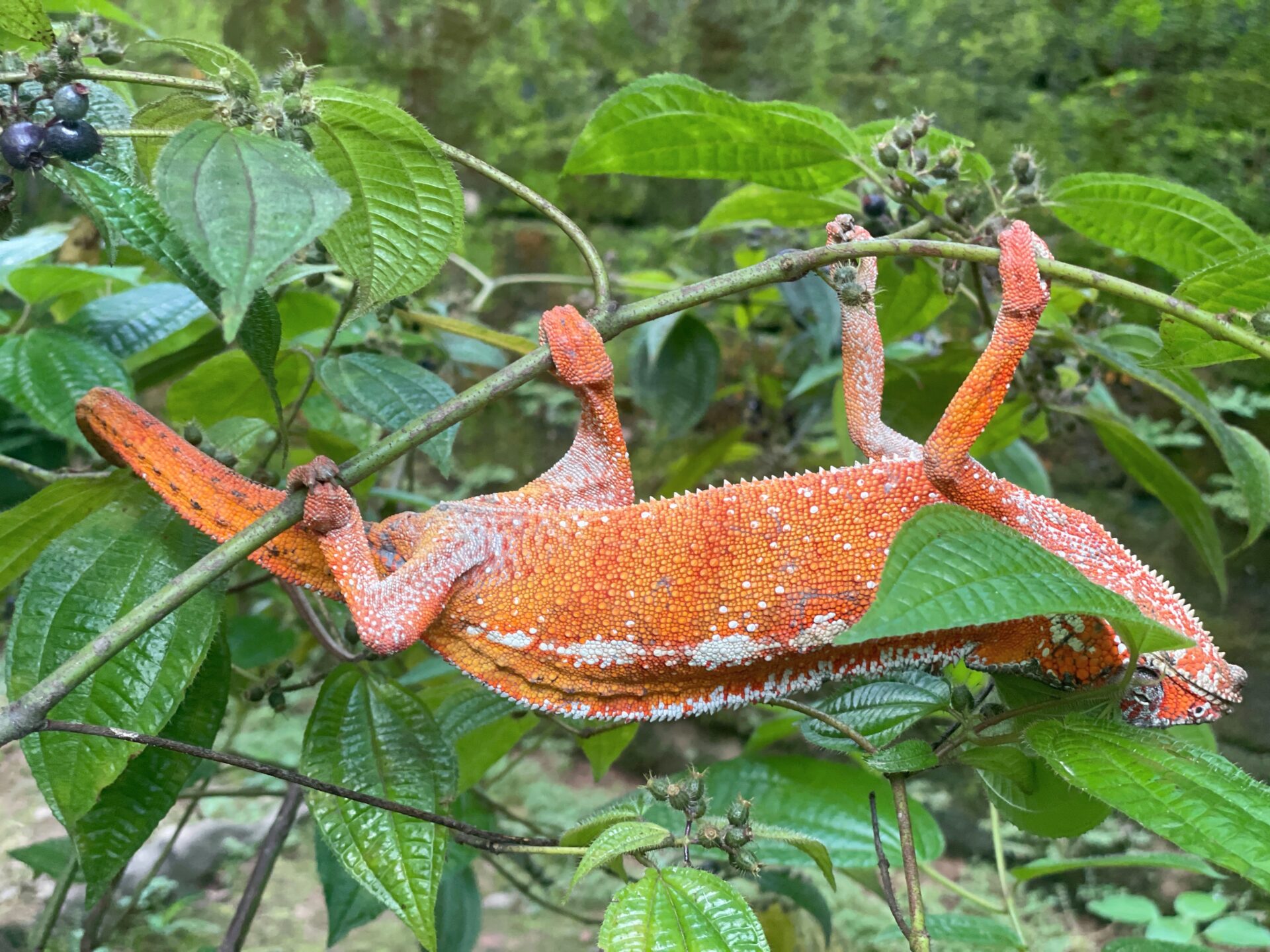 Reptile Wonders & Capital Culture