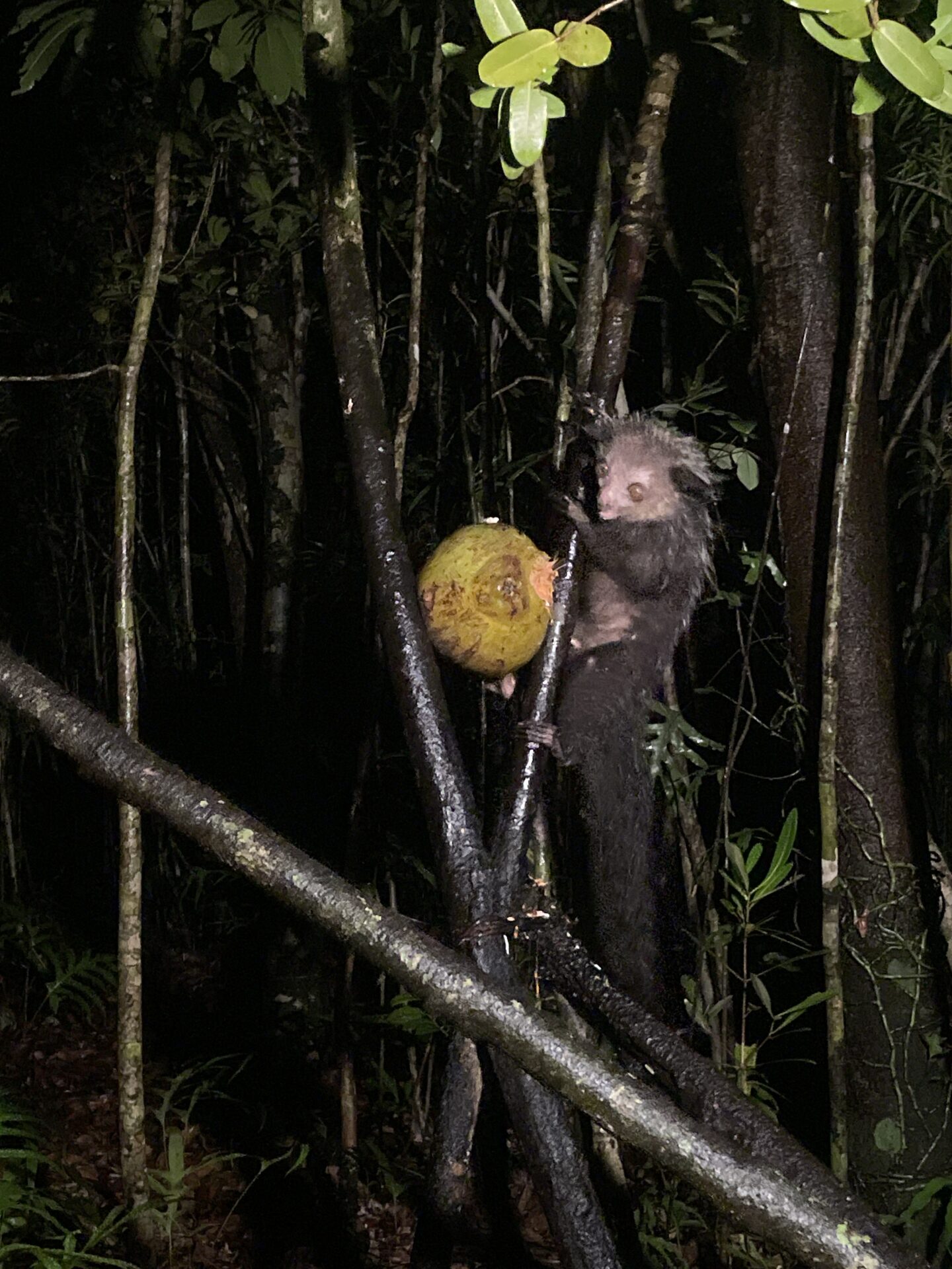 Encountering Lemurs & The Nocturnal Aye-Aye