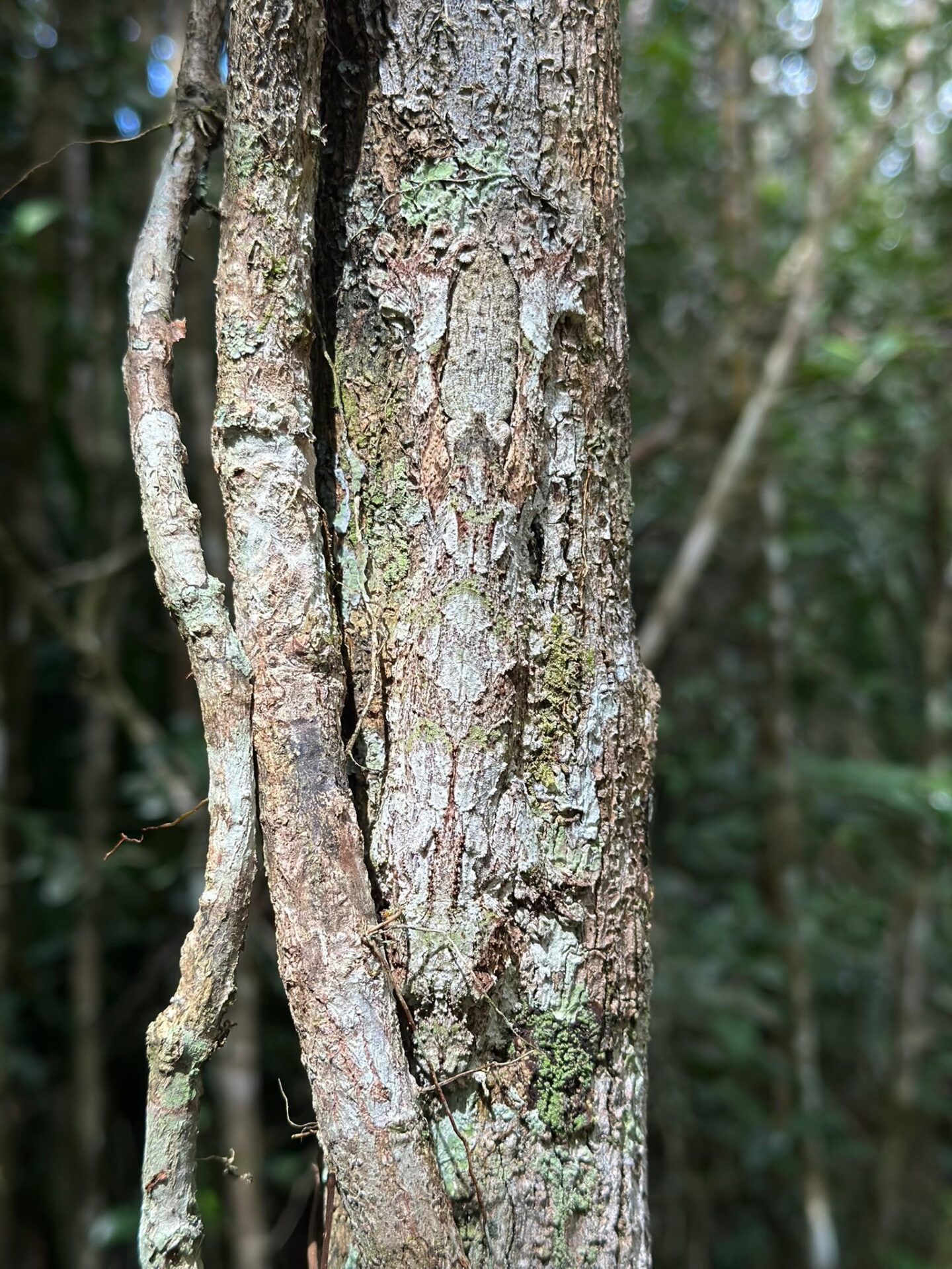 Into the Dry Forest & Nocturnal Predators